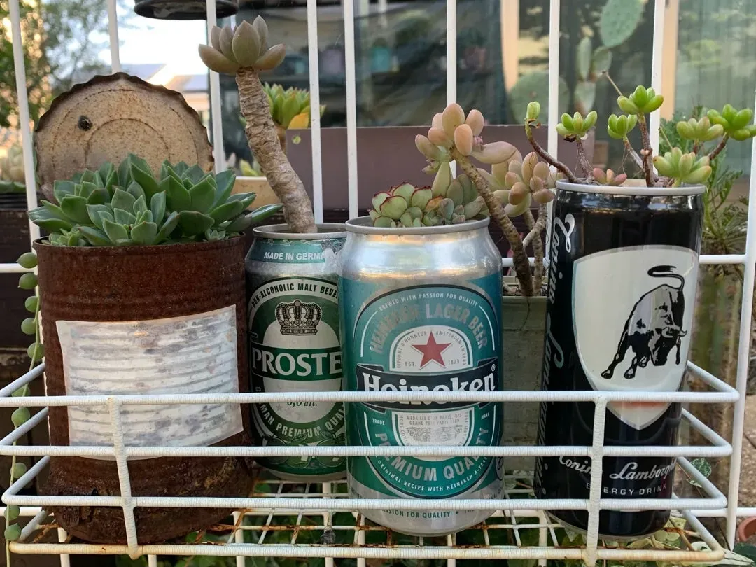 多肉植物 空き缶DIY！驚くほど簡単におしゃれ鉢を作る方法